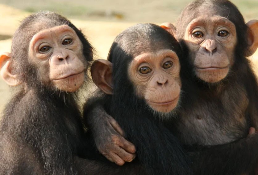 Tchimpounga Chimpanzee Sanctuary, Near Pointe-Noire, DR Congo